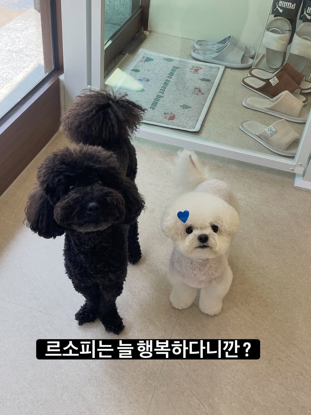lesophi_100k 게시물 이미지: 3년간 (현매장)르소피를 마무리하며,

다사다난했던 르소피 오픈부터 현재까지
오픈과...