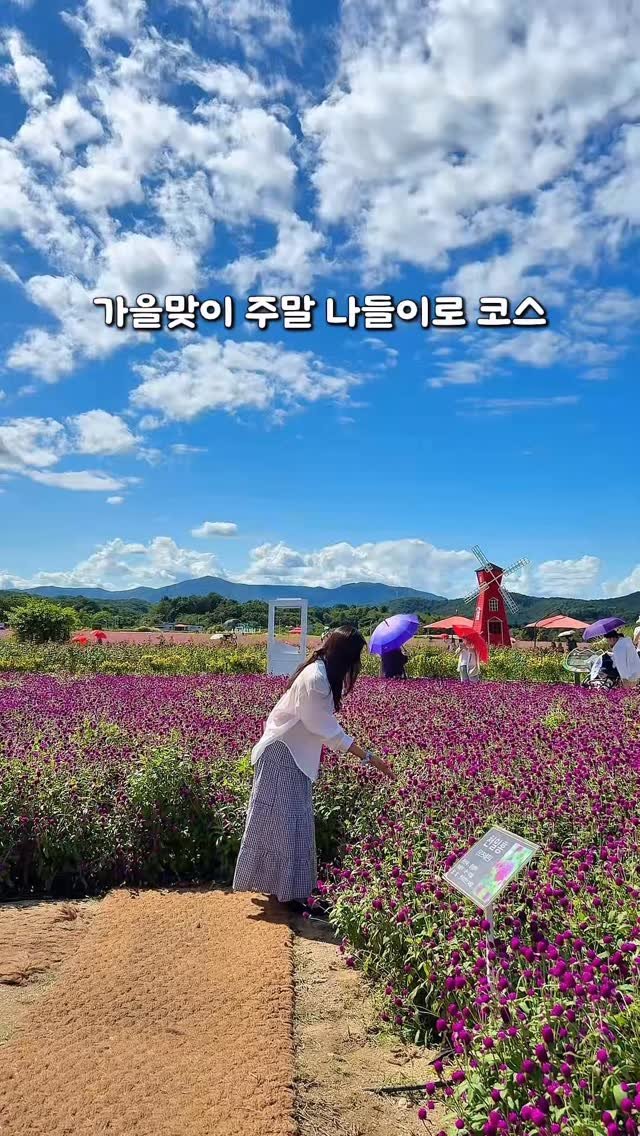 letsgo_hazel 게시물 이미지: 솔직히 이번 주말엔 여기는 무조건 가야함💜 그이유는.. #제작지원 

지금 꽃이...