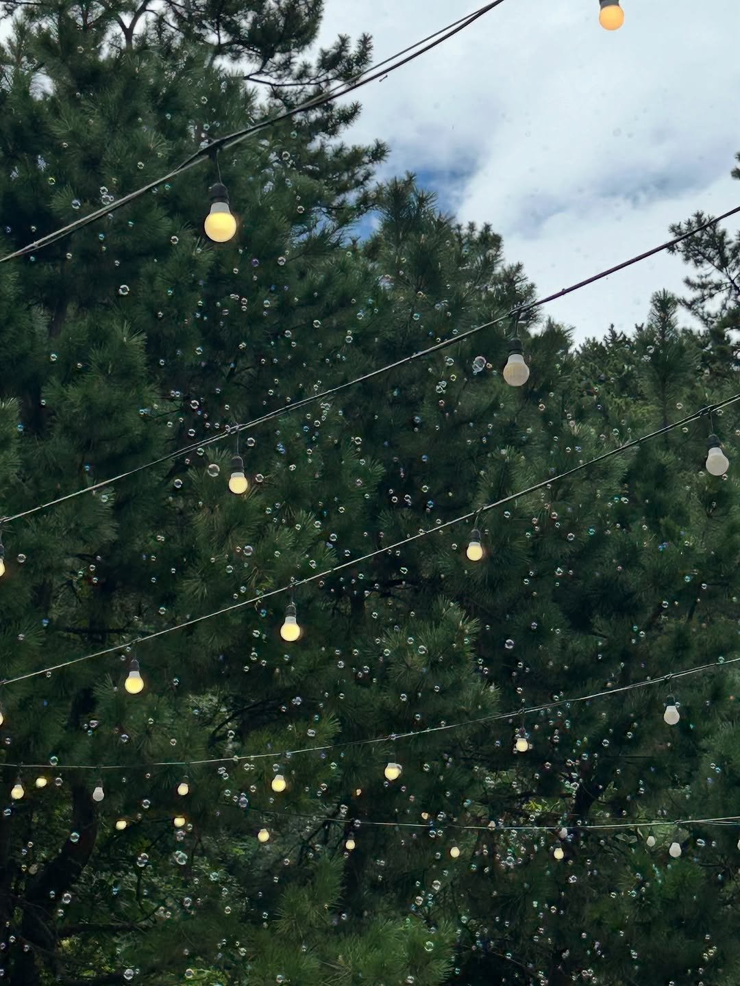 Photo by 혜리 on September 24, 2025. May be an image of christmas tree, lightbulb, tinsel and text.