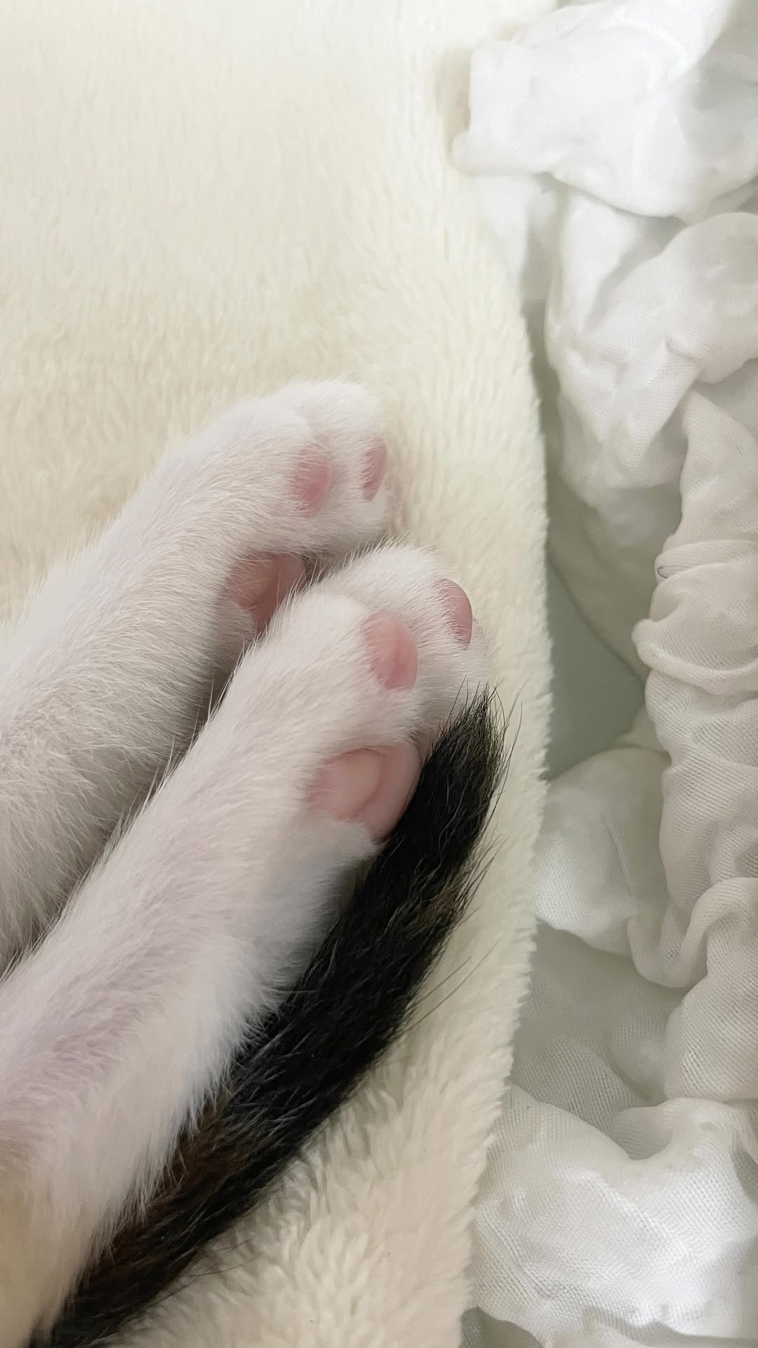 lhyllic 게시물 이미지: 002와는 월회 때 ♡
.
.
#꽁꽁얼어붙은한강위로고양이가걸어다닙니다 #고양이...