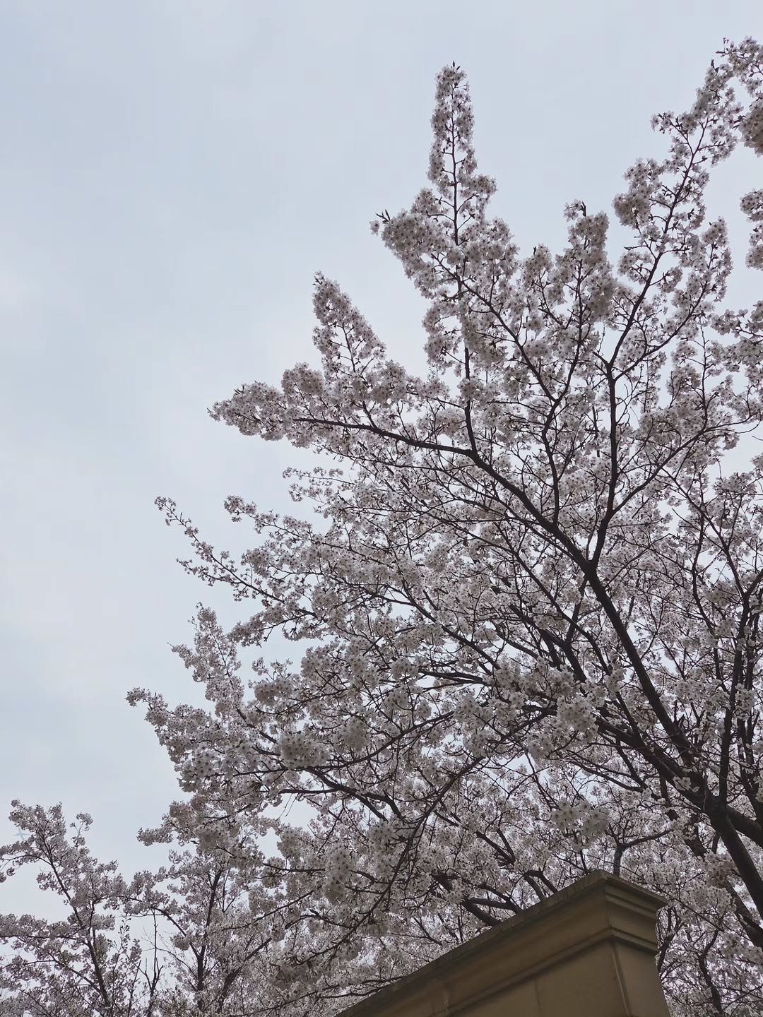 Photo by 째째맘 l 맘편한 육아ღ on April 05, 2026. May be an image of stone-fruit tree, shadbush and text.