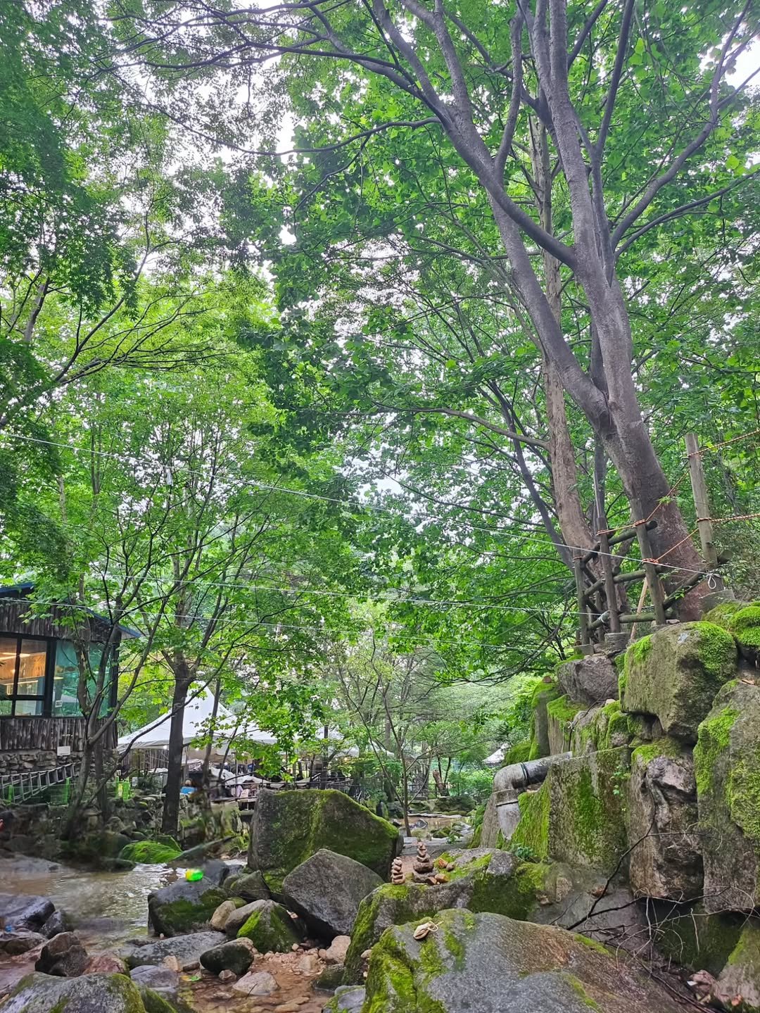 Photo by 째째맘 l 맘편한 육아ღ on August 09, 2025. May be an image of tree.