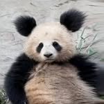 chenqiliu_ 프로필 사진