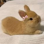 moxnox0 프로필 사진