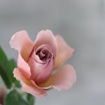 roman__flora 프로필 사진