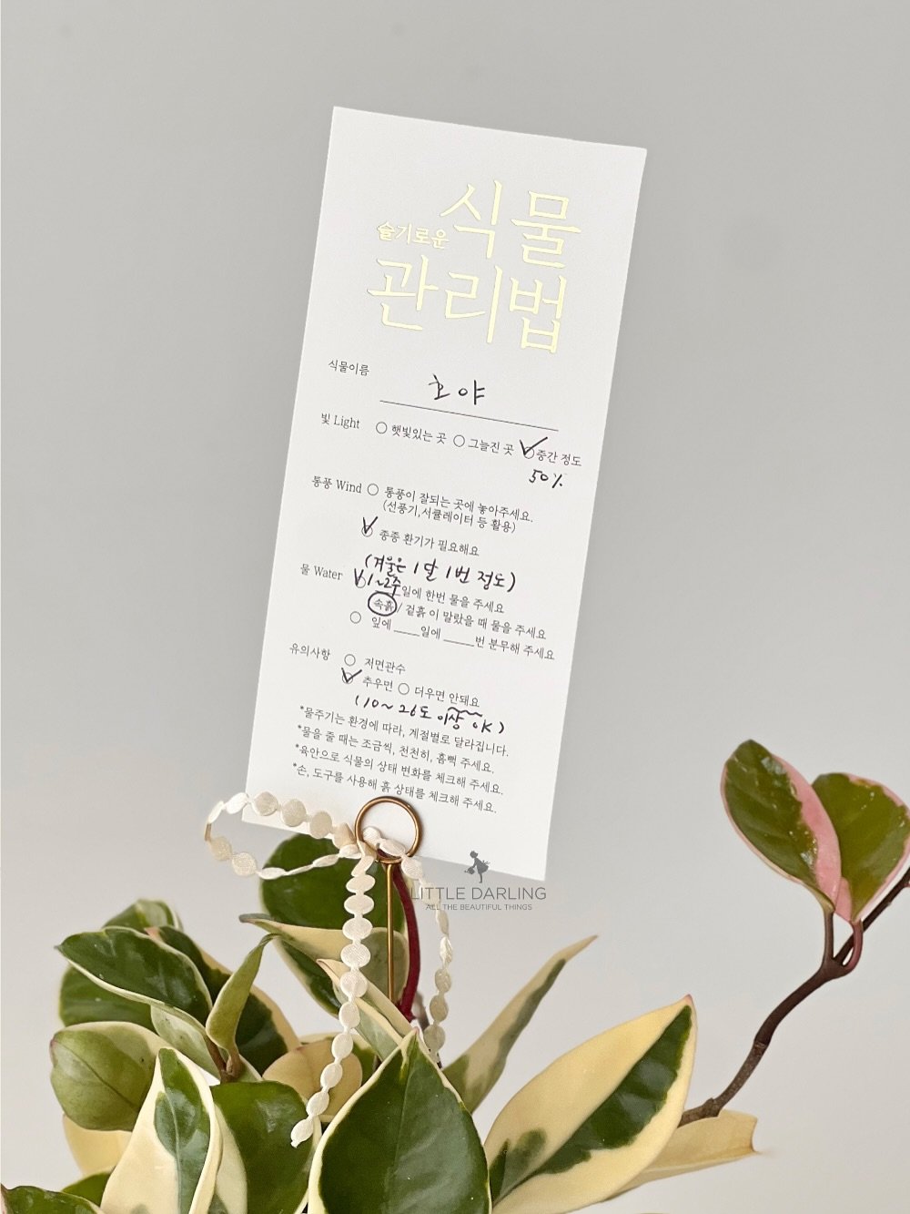 Photo by (주)리틀달링✨ 꽃자재, 패키지디자인 on September 07, 2025. May be an image of text that says '슬기로운 식물 관리법 식물이움 오야 実 초피학민이정보차는꽃ㅇ가ㅈ 集 Light 옛빛있는 그늘진곳 중간정보 점도 몽풍 Wind 통등미 잘되는 50 공기,식품면이터 놀아주세요. 참용) 중환기가필요학요 필요청요 겨울은 달 '한번 '한번동물주세요 마주세요 1번점도) 1번 일에 결휴이 밀에 맛을 배응을주세요 분무해 주세요 울 Water 유의사항 저민관수 *물주기는환 환경에 따리 (1o~ 추무면 더무변 21도 이사에K *물을줄 줄재는 급식, 천히 흥먹주세요 제절별로 달라집니다. "육한으로 손,도구를 사유해용 상명를 변화를 세크척 1현주세요 상태 치크해 주세요. LITTLEDARLING MLTHEREAJTYLTHIEE LITTLE DARLING'.
