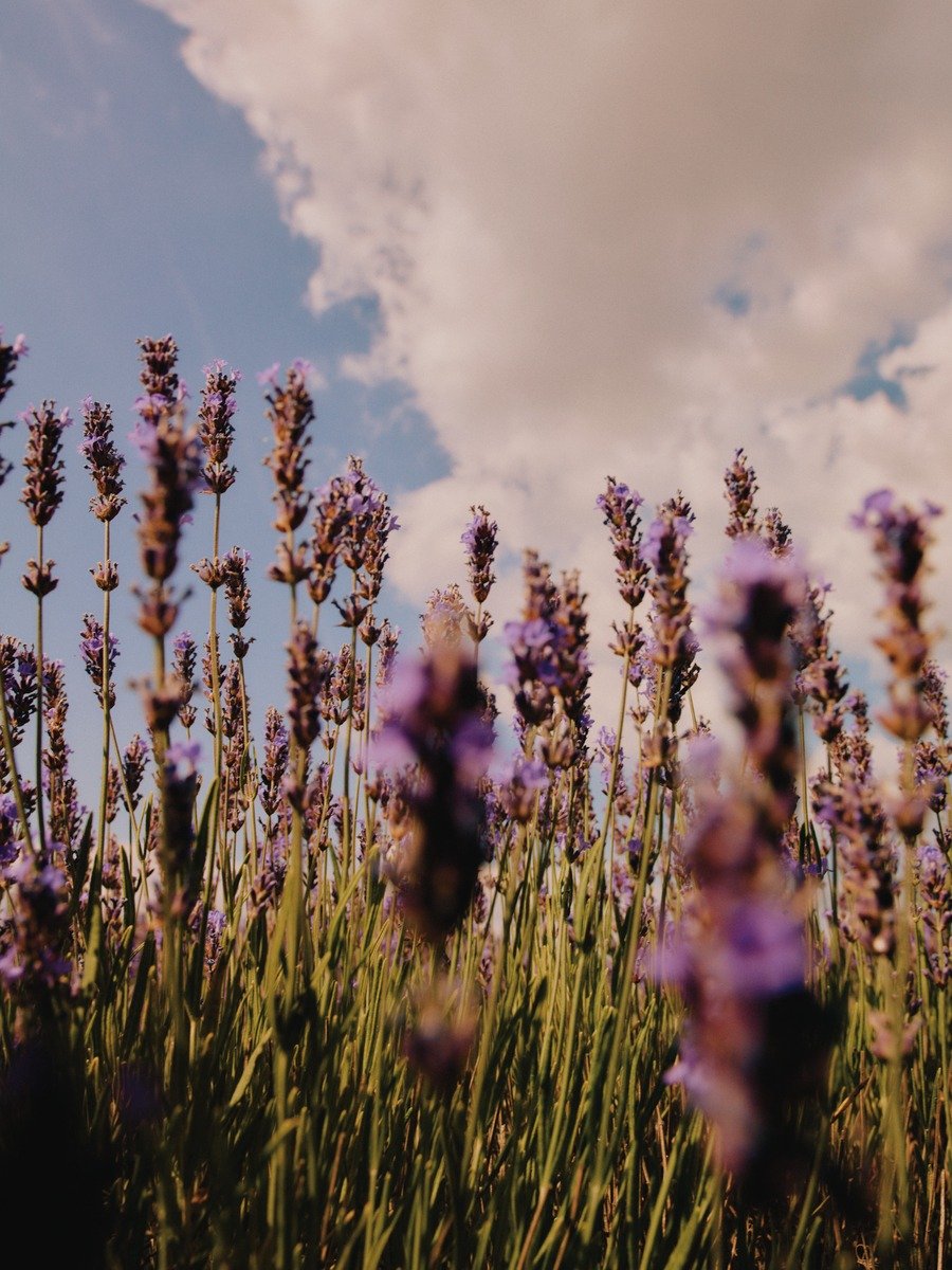 Photo by 록시땅 코리아 L'OCCITANE en Provence on August 13, 2025. May be an image of French lavender, lavender and text.
