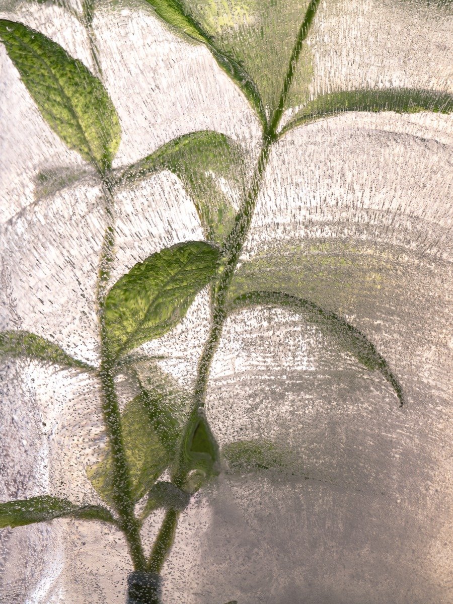 Photo by 록시땅 코리아 L'OCCITANE en Provence on August 08, 2025. May be an image of seedlings, angel's trumpet, seedling and text.