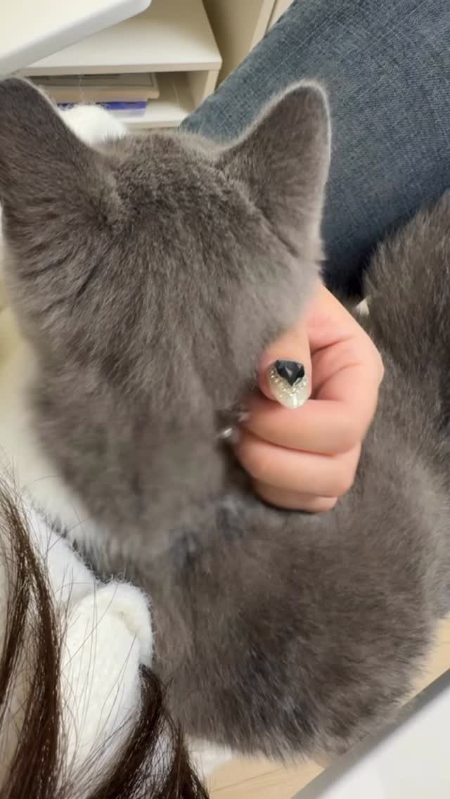 looooooooooooouie 게시물 이미지: 폭 안겨있는 고양이