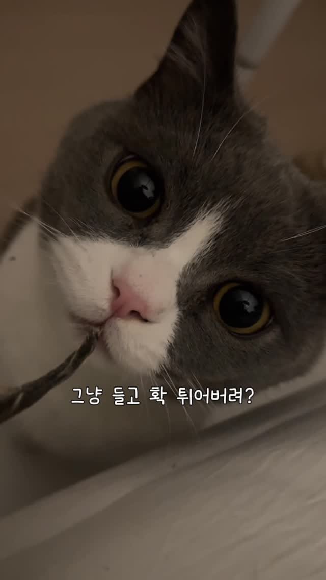 looooooooooooouie 게시물 이미지: 열빙어 처음 먹는 고냐미