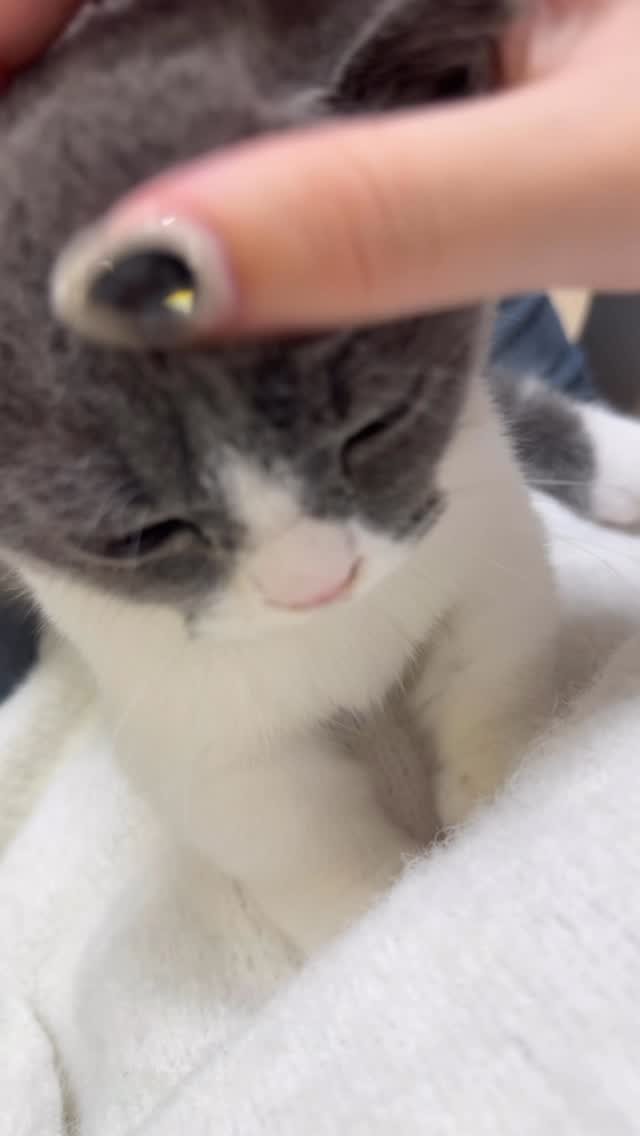 looooooooooooouie 게시물 이미지: 골골송 + 꾸꾸기 🥹🥹🥹🥹