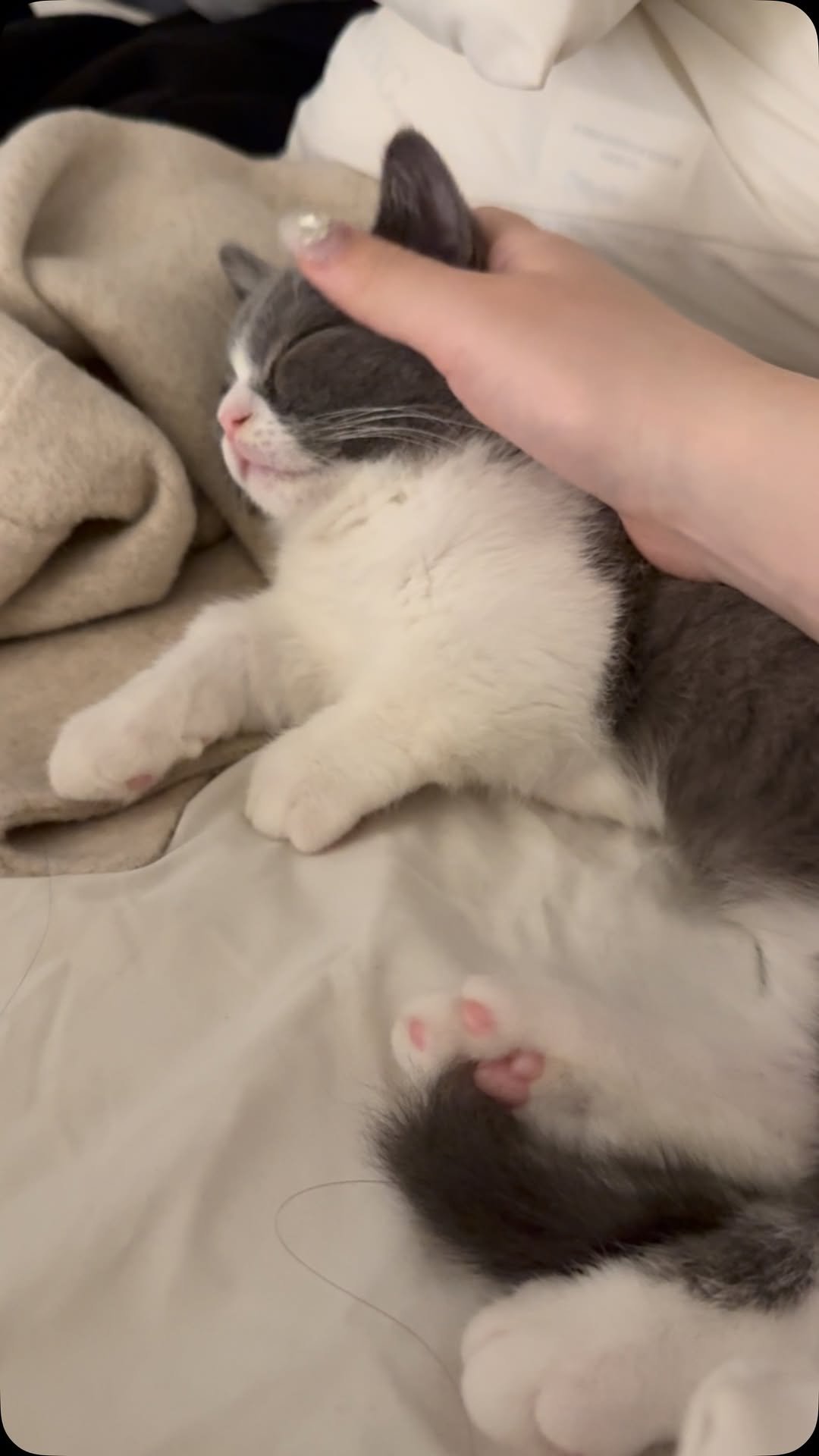 looooooooooooouie 게시물 이미지: 그르릉냥이 (소리 키워서 보세요)
루이 집사랑 행복하게 잘 지내고있어요