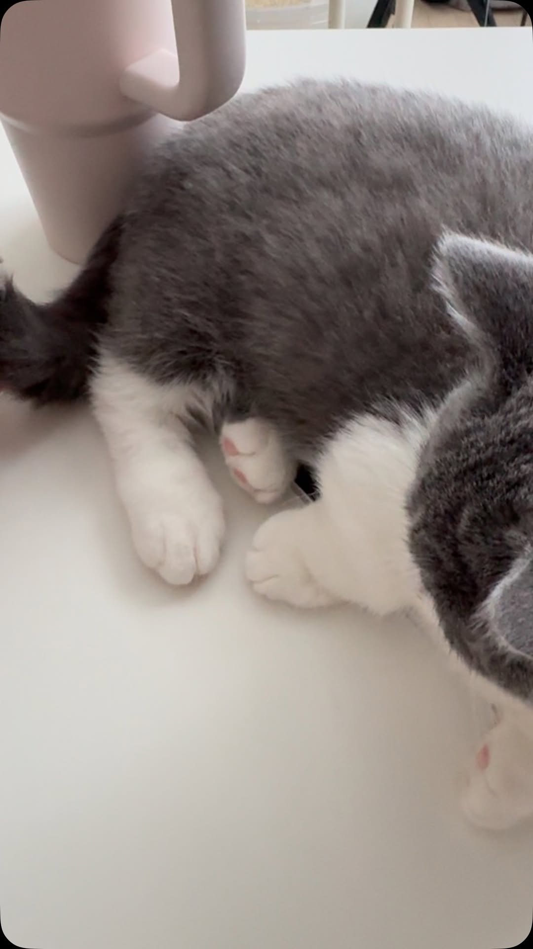 looooooooooooouie 게시물 이미지: 루이 꼬리를 만지면 어떻게 될까?