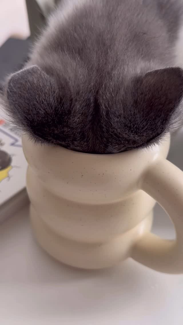 looooooooooooouie 게시물 이미지: 자기 물 냅두고 사람 물 먹는 냥이
(소리 키우고 보세요)