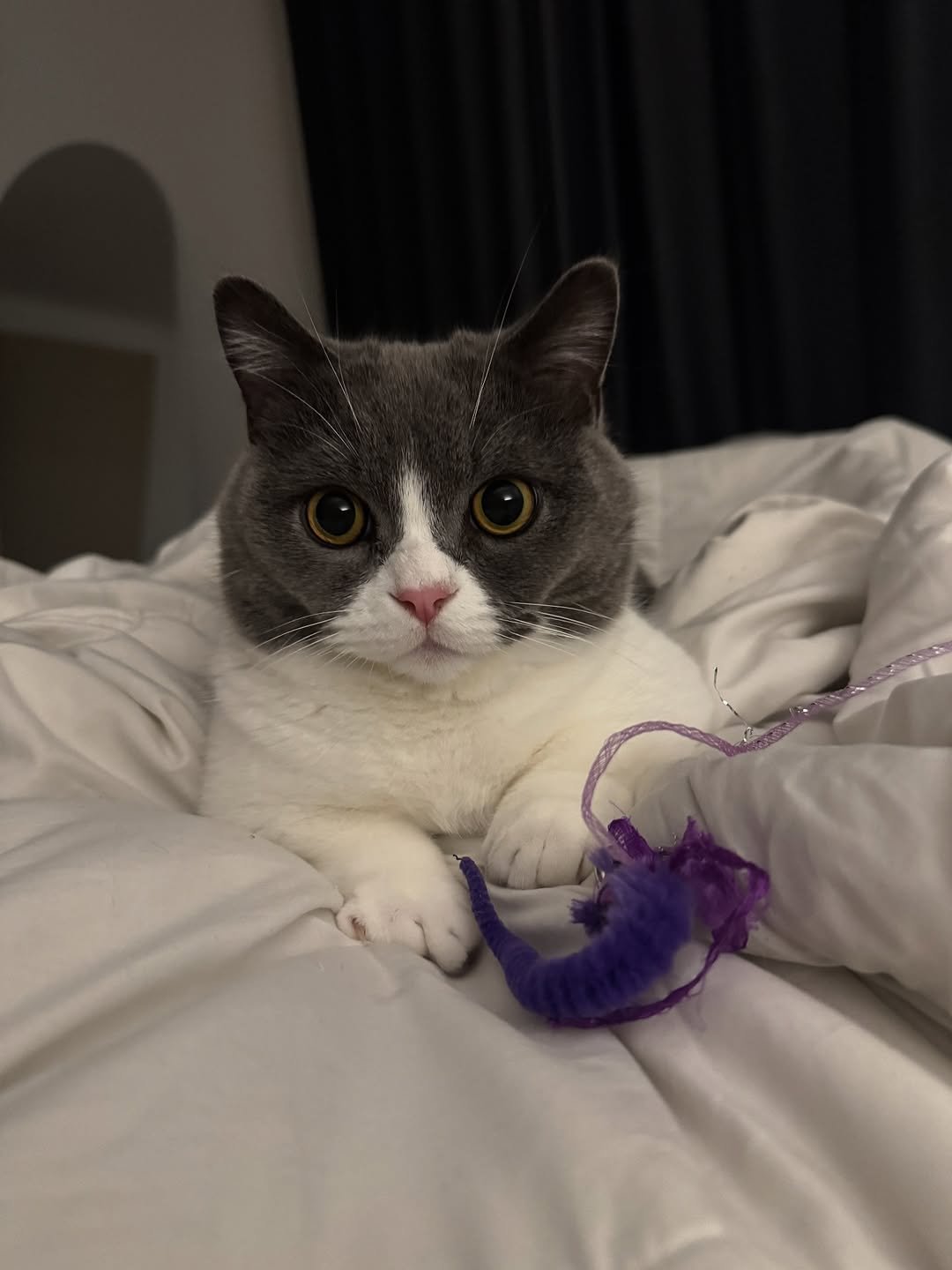 Photo by 루이 on October 31, 2025. May be an image of ragdoll cat, Abyssinian cat, kitten, Persian cat and text.