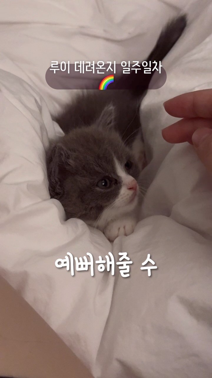 looooooooooooouie 게시물 이미지: 아깽이 데려온지 일주일차🌈
