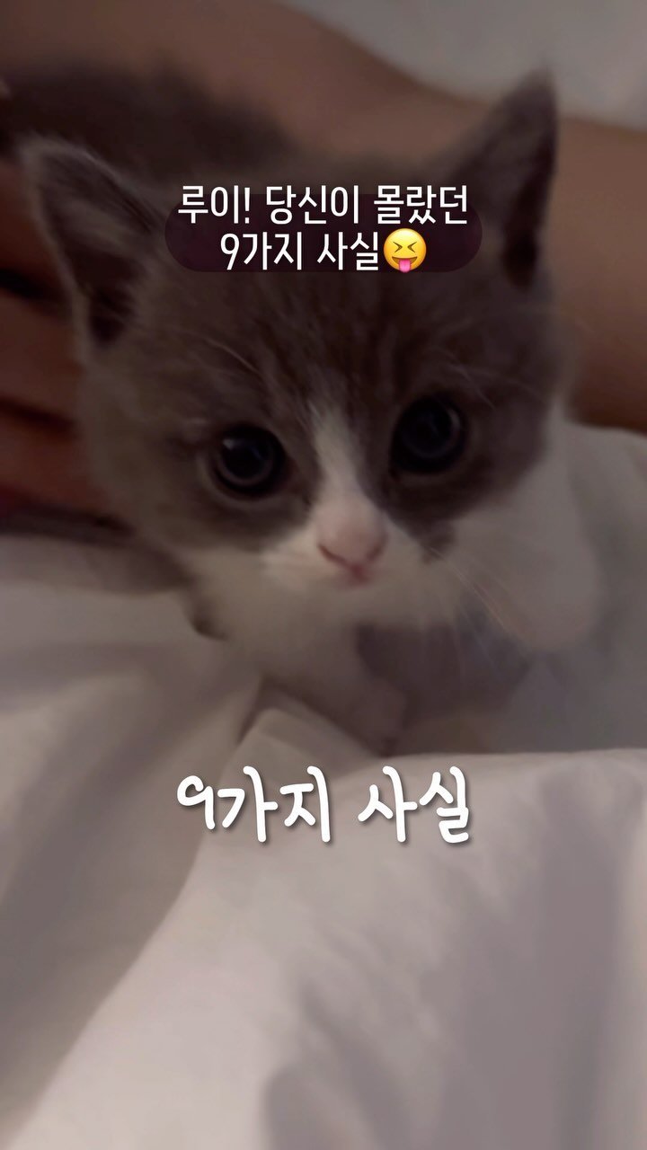 looooooooooooouie 게시물 이미지: 다 알고있었다면 당신은 루이