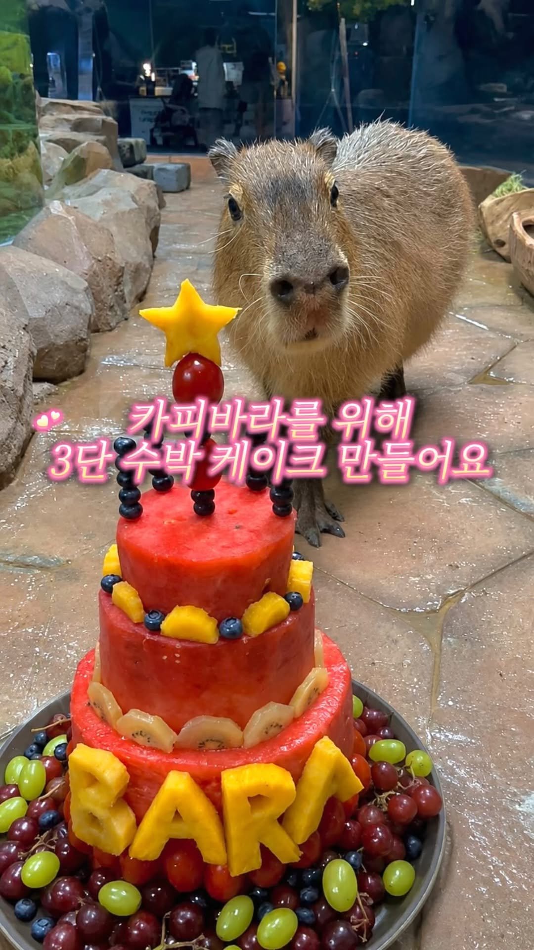 lotteworld_aquarium 게시물 이미지: 🍉무더운 여름, 카피바라만의 특별한 보양식?!💚

중복과 말복을 맞아
아쿠아리스트가...