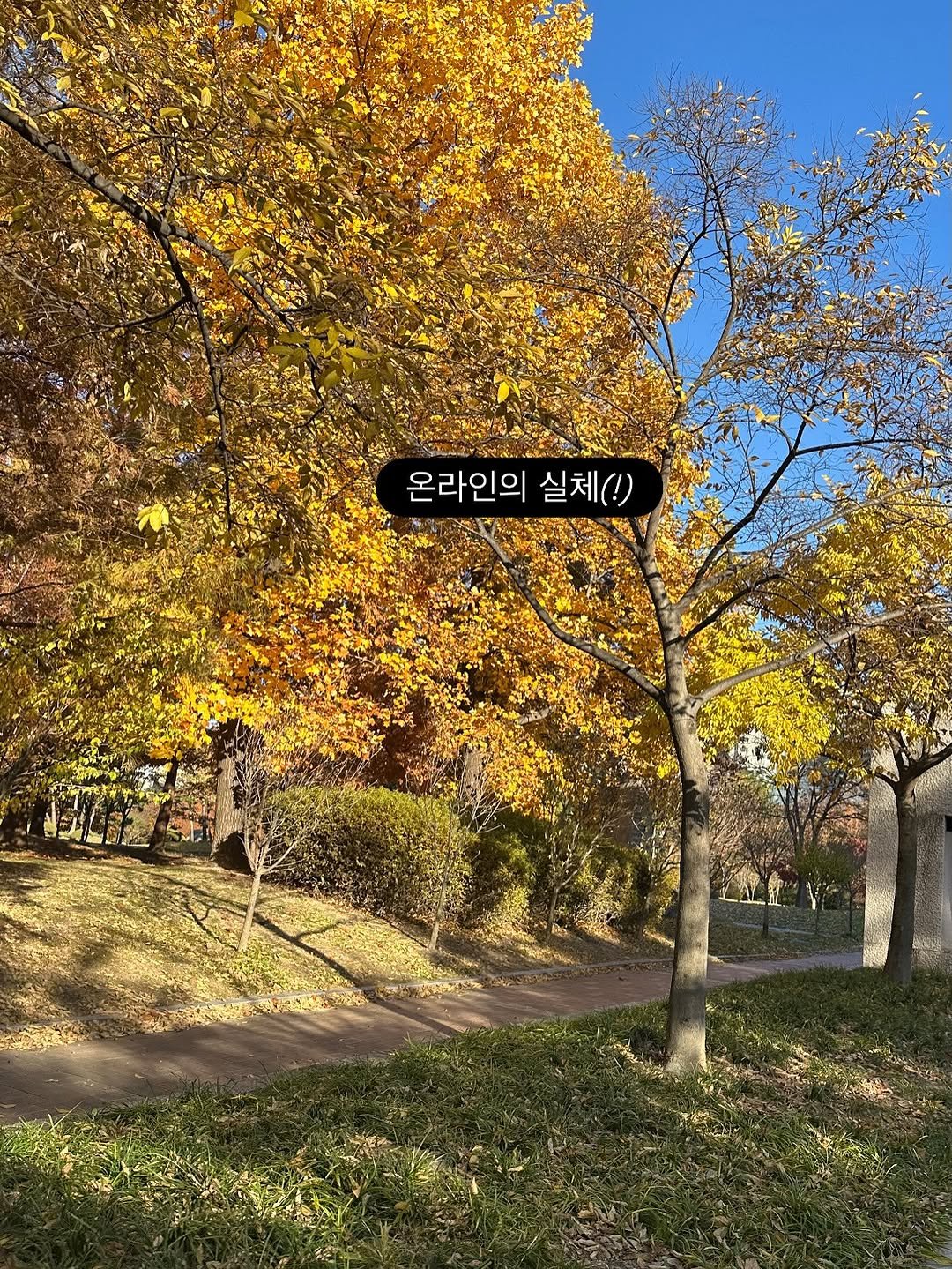 Photo shared by 로건맘 | 육아정보 온라인수익 on November 09, 2025 tagging @syok100826. May be an image of tree, grass and text that says '온라인의실체() 온라인의 실체(!)'.
