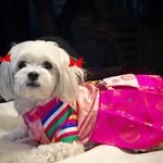 puppy_songyi 프로필 사진