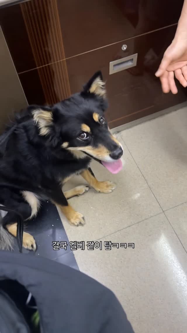 lovely_taeny 게시물 이미지: 강아지친구보다 사람을 더 좋아하는 대박이

슈퍼관종을 넘어서 그냥 사람덕후 그...