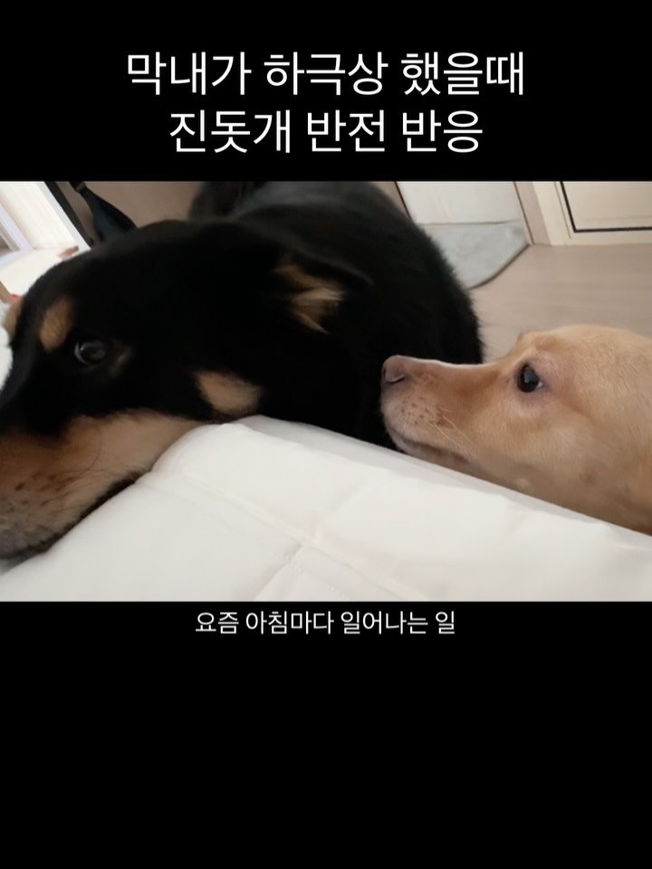 lovely_taeny 게시물 이미지: 요즘 짠내폭발하는 대박이…..ㅋㅋㅋㅋㅋ

엉아가 놀아주고 가르쳐주고 다 키워놨더니만...