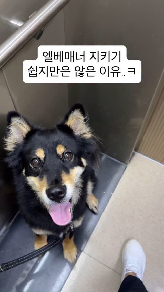 lovely_taeny 게시물 이미지: 엘베 댕매너는 사실 엄청난 인내심과 절제력으로 가능한 것 임미다…!🥹💕
우리...