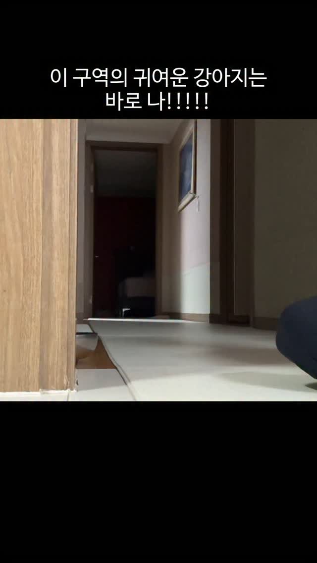 lovely_taeny 게시물 이미지: 우리 알렉스가 삐지긴 잘 삐져도
자존감 하나는 기가맥힌답니다….?
본견이 귀여운...