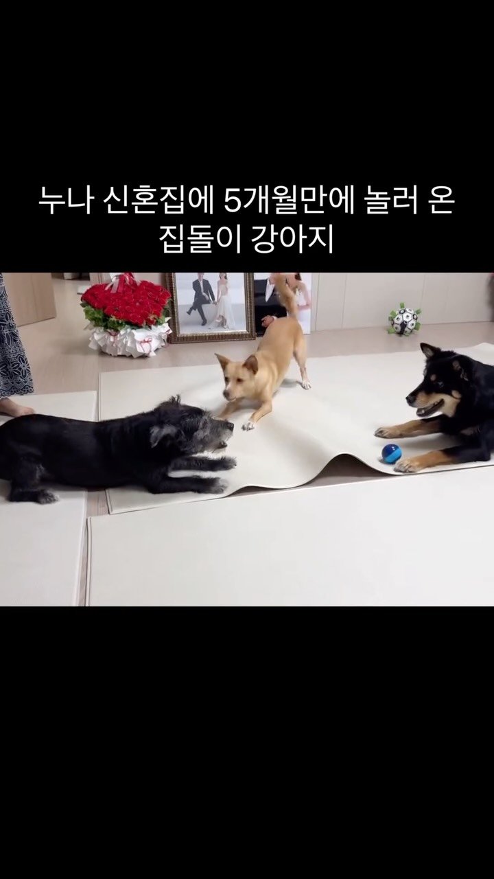 lovely_taeny 게시물 이미지: 태대알 삼총사 완전체로 뭉친 날! 이게 얼마만인지?💓

태안이 십자인대 수술한지도...