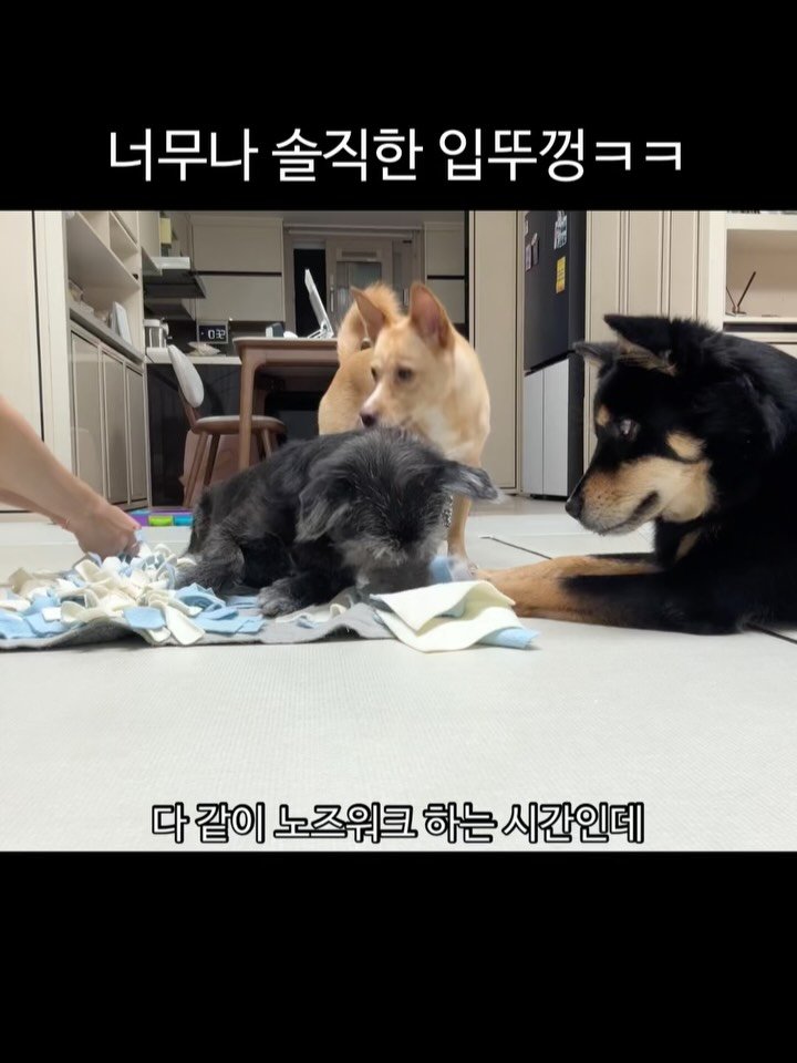 lovely_taeny 게시물 이미지: 입뚜껑아 제발 나대지마😭
피드박제 요청이 너무 많아서 올리는 영상ㅋㅋ

아니...