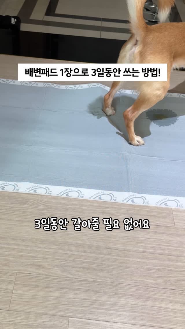 lovely_taeny 게시물 이미지: 일주일에 2장✌🏻쓰는 히릿패드공구 오늘마감 알림🚨
-2리터 괴물흡수력
-발도장...