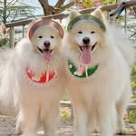 samoyed_bom 프로필 사진
