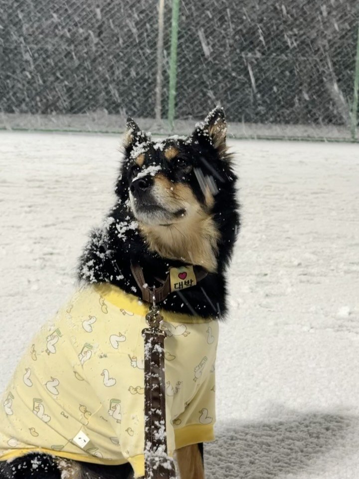 lovely_taeny 게시물 이미지: 와 눈이다… 첫눈부터 이렇게 펑펑 오다니

눈 보고 행복해하는 대박이 보면서 
잠시...