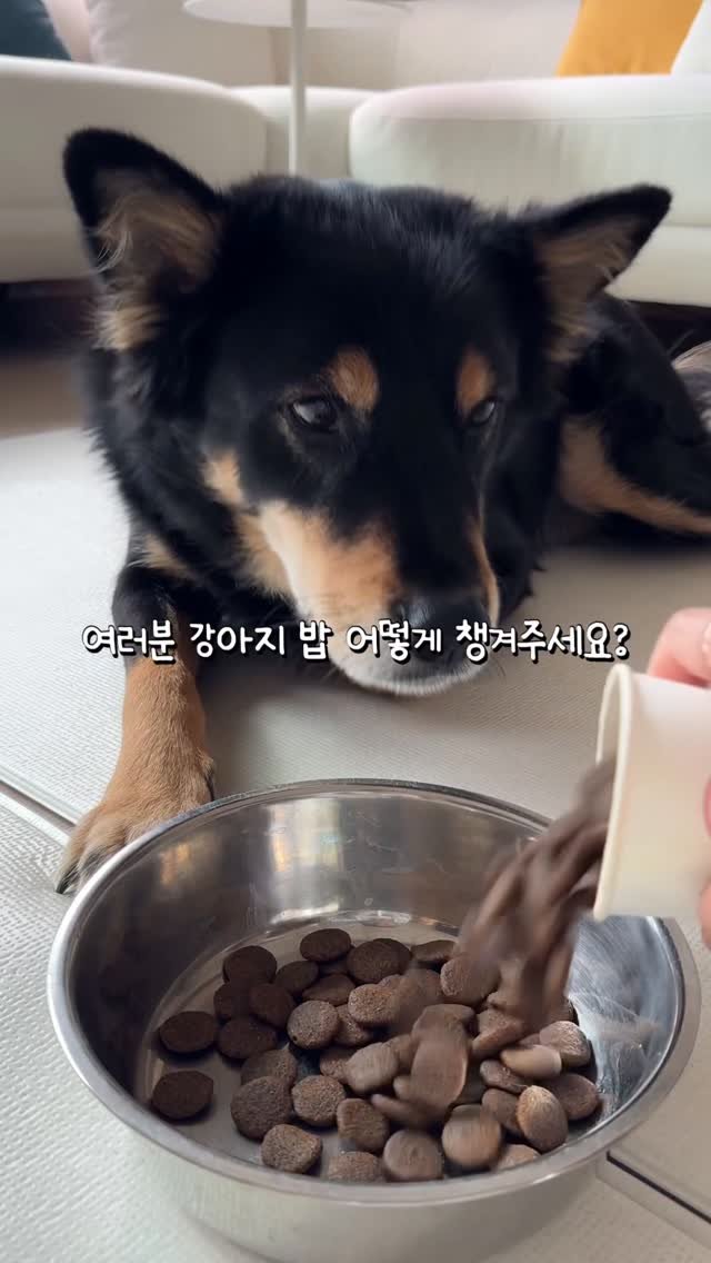 lovely_taeny 게시물 이미지: 밥꾸 같은건 꿈도 못 꾸는 중대형견 다견가정이지만.. 
편하게 꾸준히 챙겨줄 수...