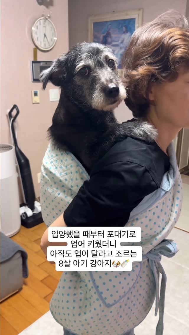 lovely_taeny 게시물 이미지: 아가때부터 업어 키웠더니 아직도 엄마 품을 찾는
영원한 우리 첫찌...