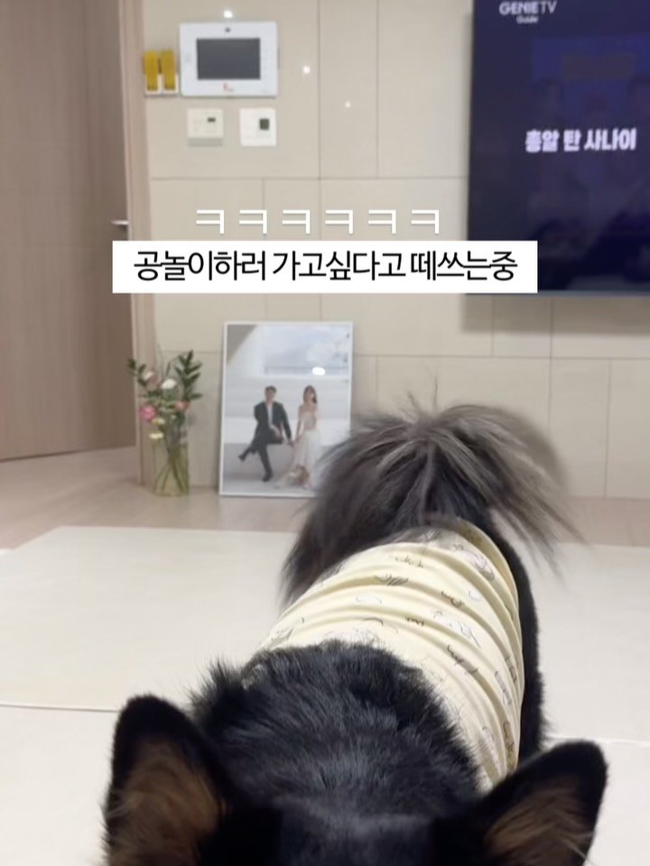 lovely_taeny 게시물 이미지: 요 며칠 살짝 서러웠던 우리 #공또라이 대바기ㅋㅋㅋ
저 노란 축구공… 얼마나...