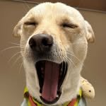 jindo_yejun 프로필 사진