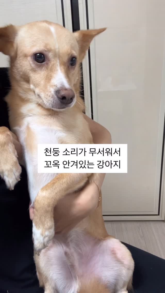 lovely_taeny 게시물 이미지: 안으면 내려달라고 삐약삐약 울고 삐질땐 언제고!
천둥소리 무서우니까 누나품이...