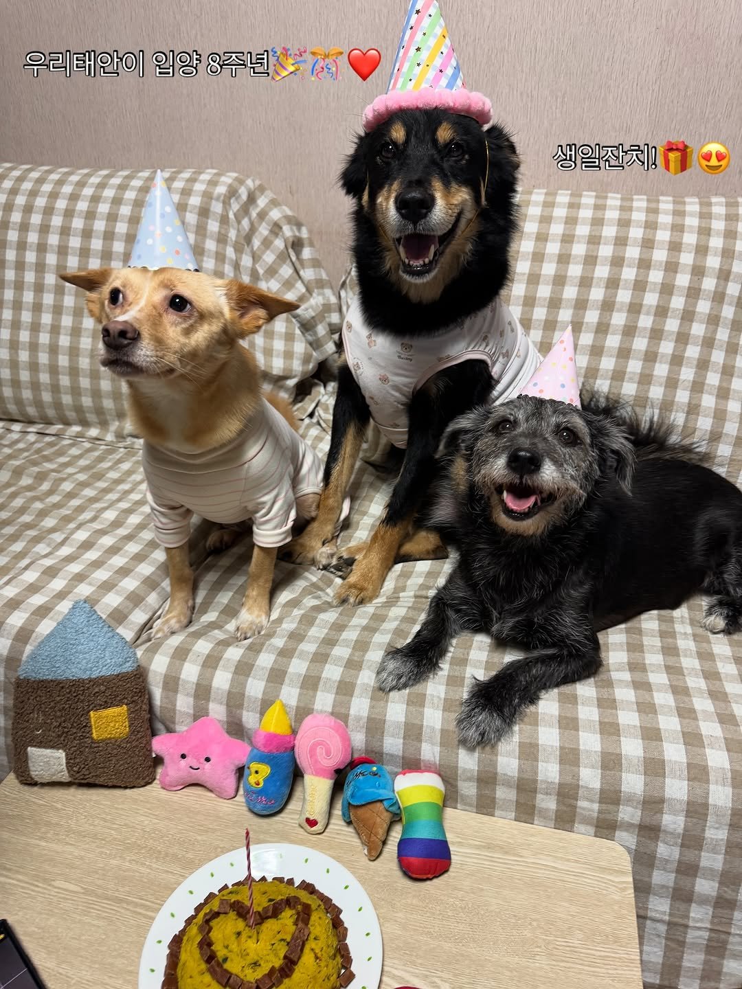 Photo by 유튜브채널: 견생대박태안이네 on September 26, 2025. May be an image of ‎Norwich terrier, chihuahua, cocker spaniel and ‎text that says '‎우리태안이 입양 8주년 ل 8주년 생일잔치!‎'‎‎.