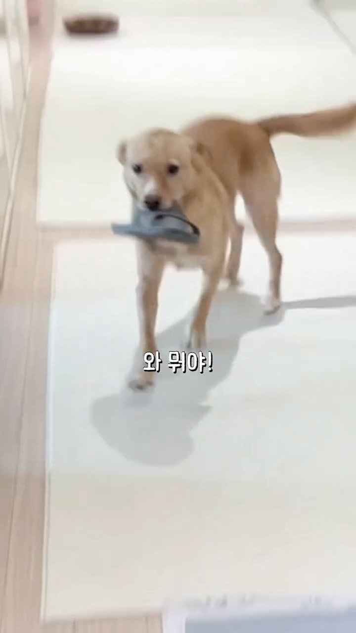 lovely_taeny 게시물 이미지: 요즘 우리 강아지들이 사람💩처럼 예쁜 변 보는 비결…!! 
말 못하는 강아지들...