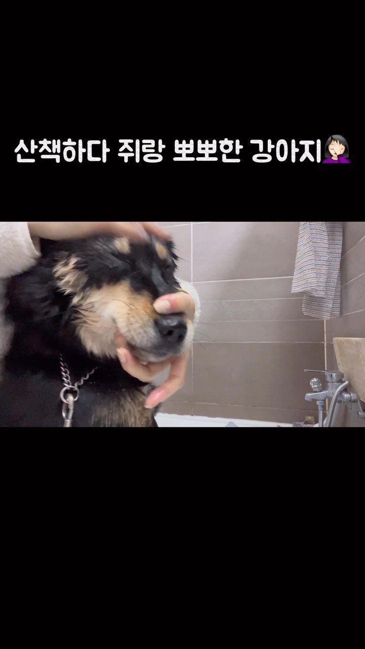 lovely_taeny 게시물 이미지: 대바기.. 산책하다 만난 쥐랑 뽀뽀함….🤦🏻♀️
기겁하고 집에 와서 세수 양치...