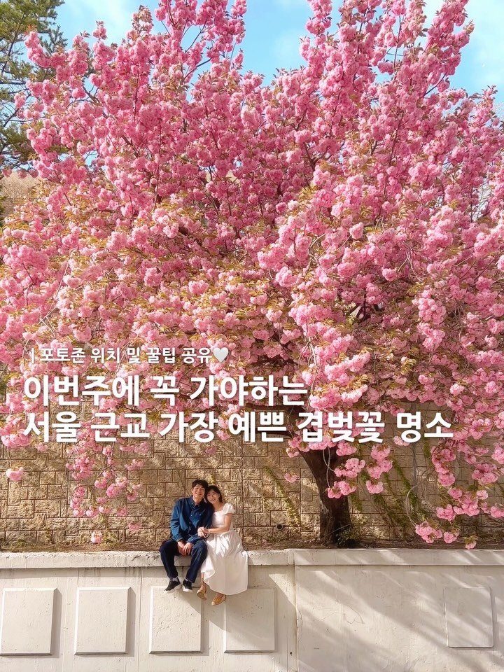 lovyeun 게시물 이미지: 이번주에 꼭 가야하는 서울근교 소문의 겹벚꽃🌸수원 용인에 위치한 가장 예쁘고 풍성한...