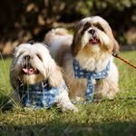 goofy.timtim 프로필 사진