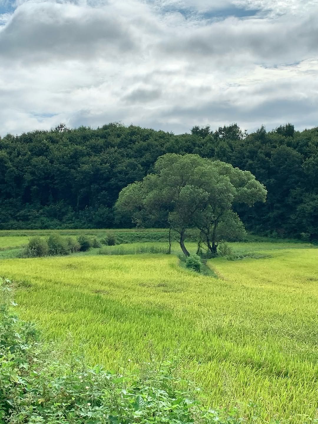 lub_yoons2 게시물 이미지: 올해도 너무 사랑했던 여름아 잘 가 ! 🌳