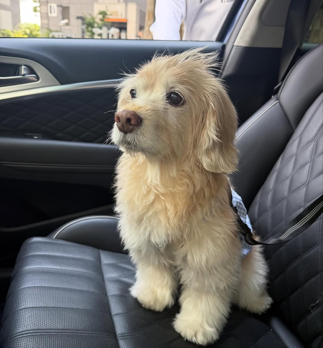 Photo by 룰루 on September 28, 2025. May be an image of Afghan hound, cocker spaniel, Pekinese and text.