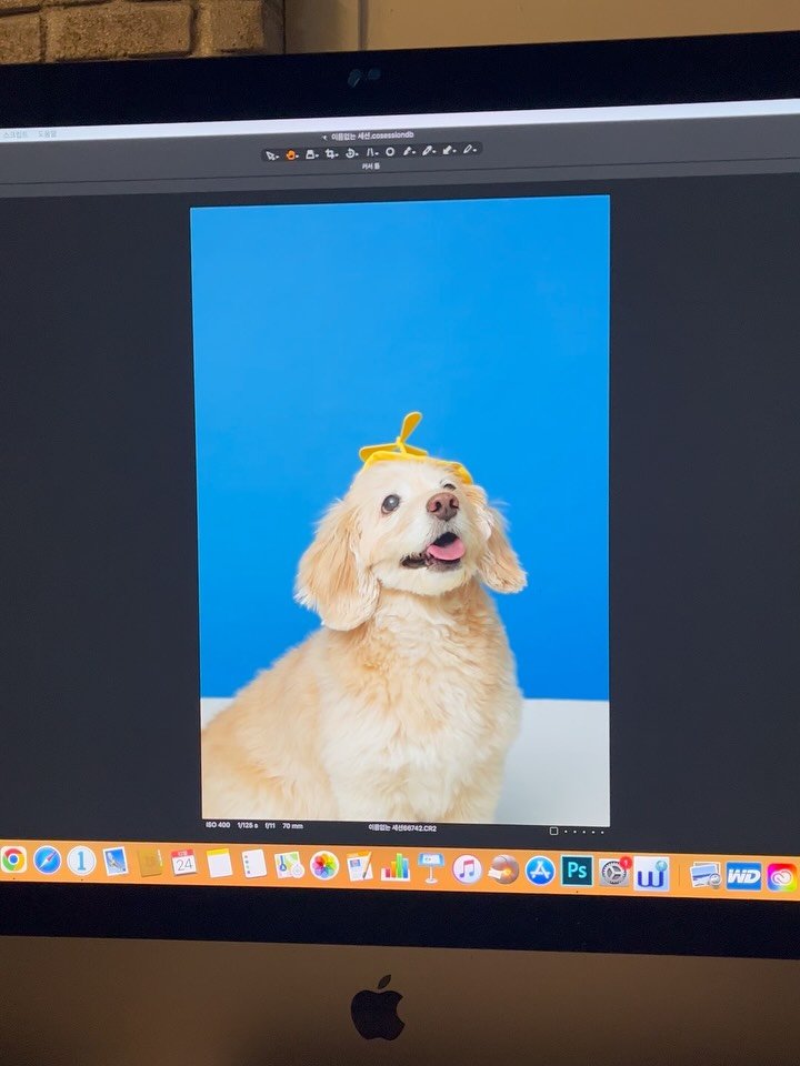 lulu__mix 게시물 이미지: 3년 전 크리스마스 이브🎄
우리은행 펫모델 TOP12로 선정되어
두근두근 촬영하러...