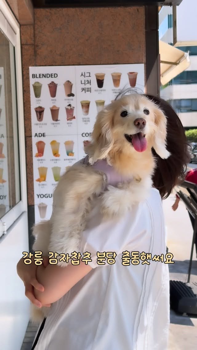 lulu__mix 게시물 이미지: 할미찹추로그🖤