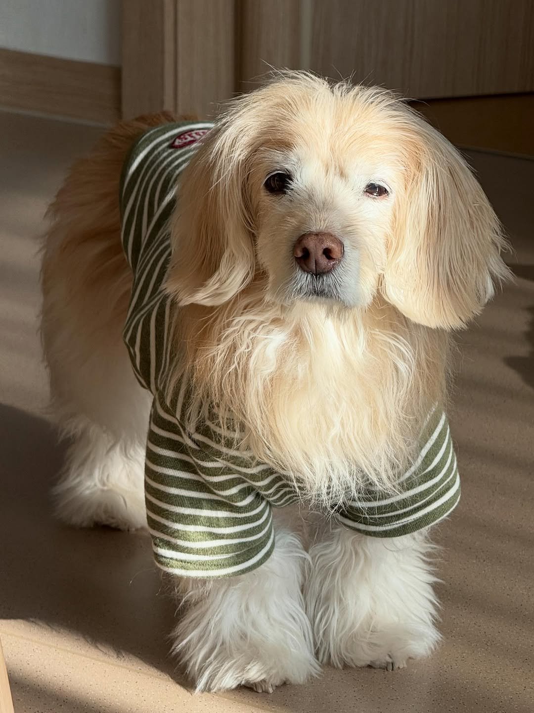 Photo by 룰루 on December 27, 2025. May be an image of Pekinese, Afghan hound, cocker spaniel, golden retriever, fur and text.