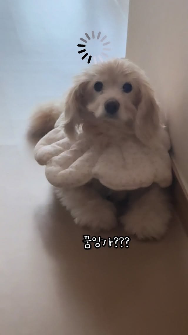 lulu__mix 게시물 이미지: ㅠㅠㅜ🖤 반갑찹추