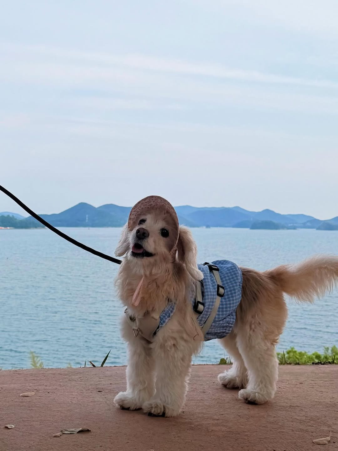 Photo by 룰루 on April 27, 2026. May be an image of cocker spaniel, Pekinese and text.